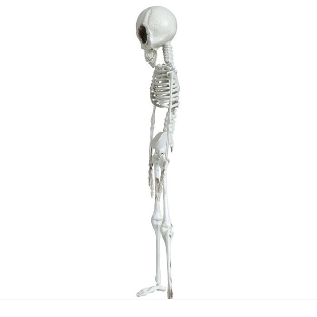 Dekoracja wisząca na Halloween Szkielet 42 cm