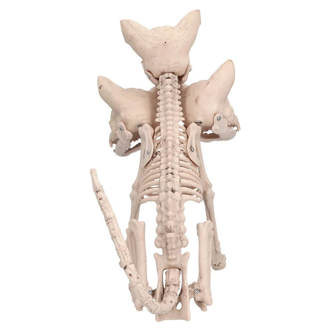 Halloween Skelet Cerberus 42cm - Partywinkel - 8712026724236